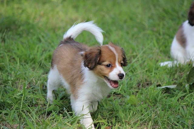 子犬が緑の草の上で遊んでいる様子.