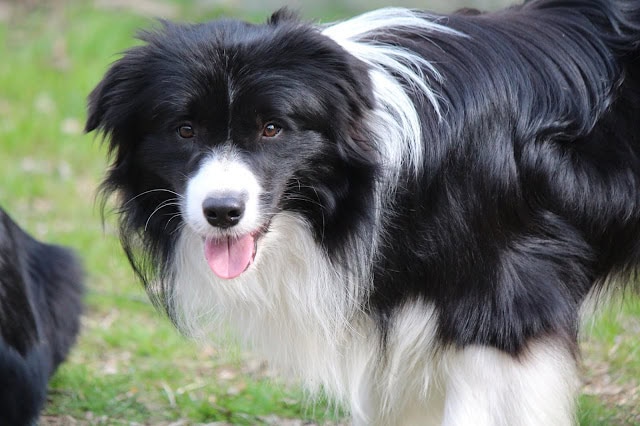 犬のアップ写真、黒と白の毛並みが美しい.