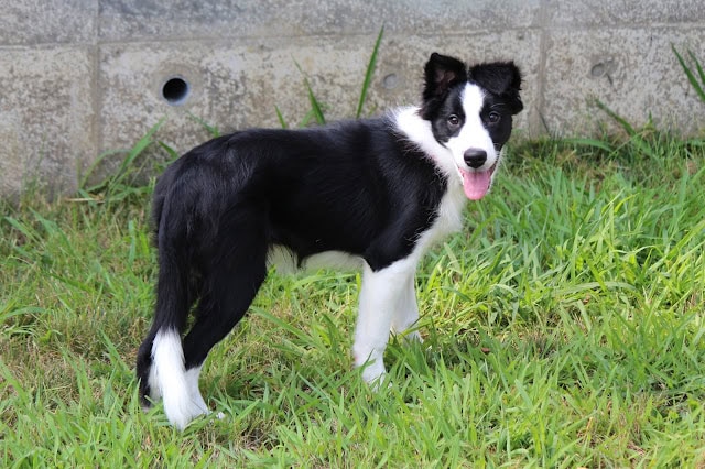子犬の可愛らしい姿と黒白の毛並みが魅力的です.