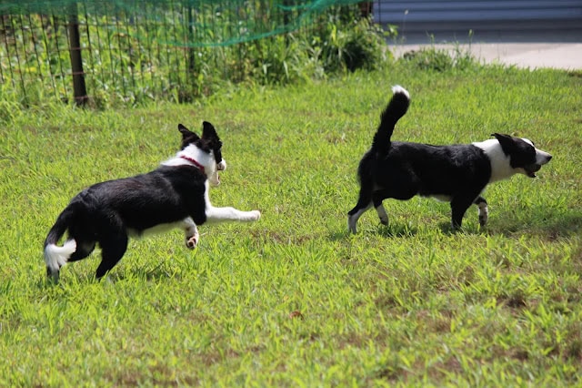 元気に走る二匹のボーダーコリーの子犬が緑の芝生の上で遊んでいます。.