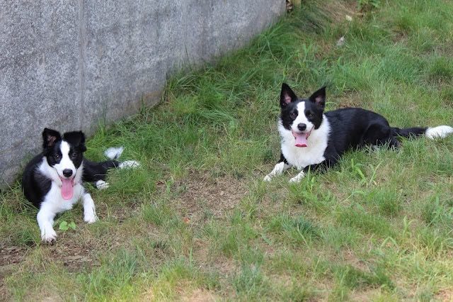 犬たちが芝生の上で遊んでいる様子.