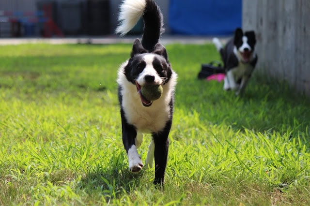犬たちが楽しそうに走る姿と笑顔を捉えた写真です.
