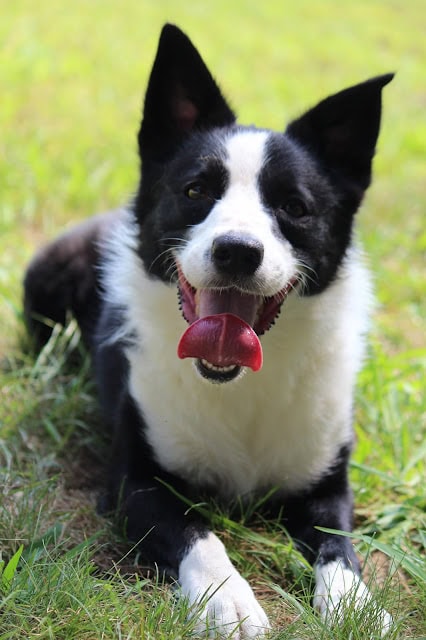 犬のかわいい笑顔と元気な表情.