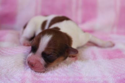生まれたてのシャルっ子のかわいい赤ちゃん犬.