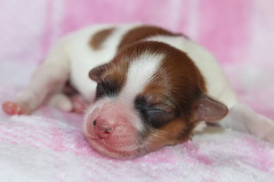子犬が眠っている姿の写真です。.