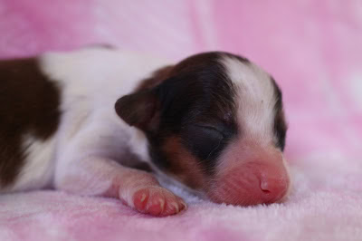 子犬の赤ちゃんが眠っている様子.