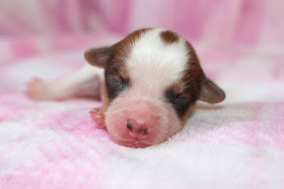子犬がピンクの毛布の上で眠っている様子.