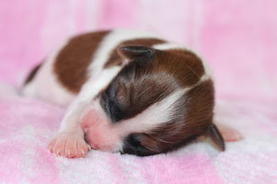 子犬の赤ちゃんが眠っている様子.