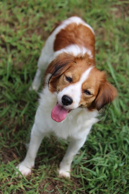 ALTタグ：草の上で遊ぶ元気なジャックラッセルテリアの子犬.