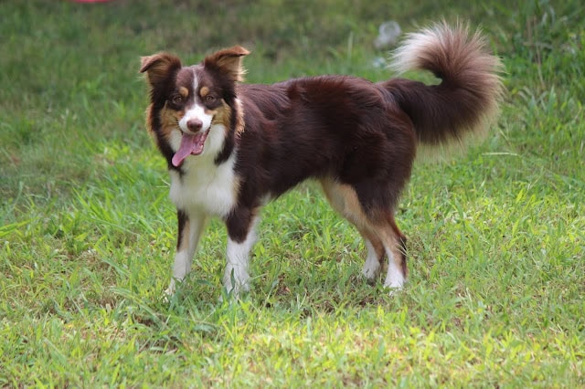 犬の写真、緑の草原で遊ぶ元気な犬の姿。.