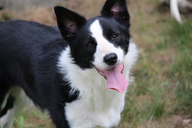 元気な表情のボーダーコリー犬のアップ写真です。.