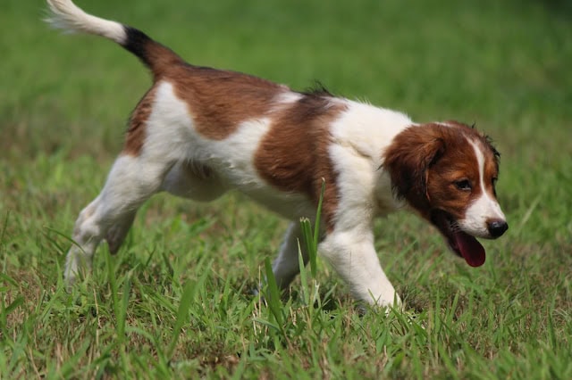 草原を走るかわいいジャックラッセルテリアの子犬.