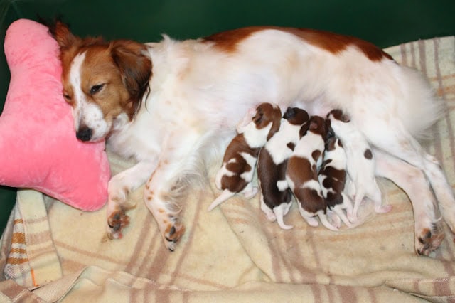 母犬と新生児のコイケルパピーたちのかわいい様子.