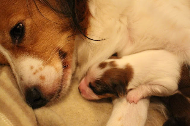 コイケルホンドの子犬と母犬の親子の写真です。.