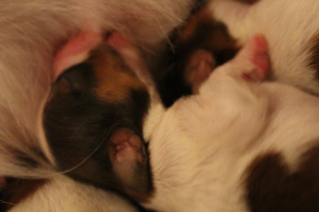 かわいいコイケルホンドの子犬たちが生後5日目です。.