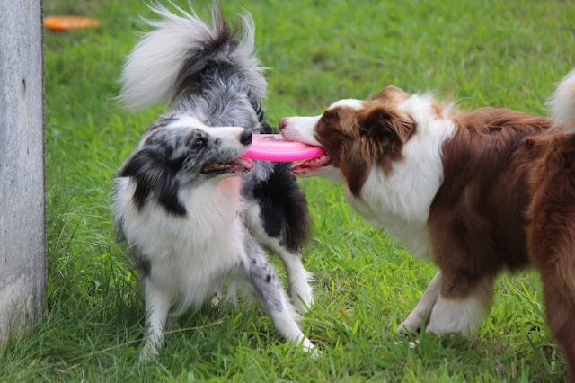 犬と犬がおもちゃのピンクの棒を引っ張り合う.