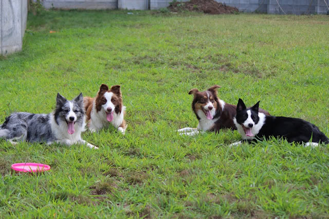 犬たちがリラックスして楽しそうに過ごしています。.