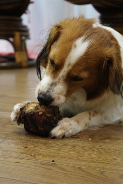 犬が子犬の死体を噛んでいる様子.