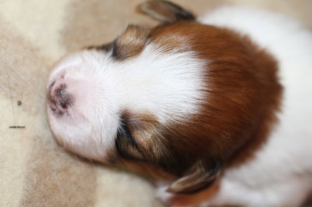 子犬が眠っている様子の画像です。.