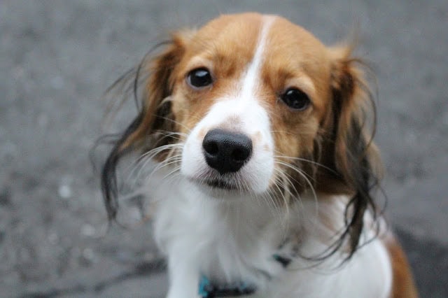 犬の顔のクローズアップ、優しい表情と長い耳が特徴.