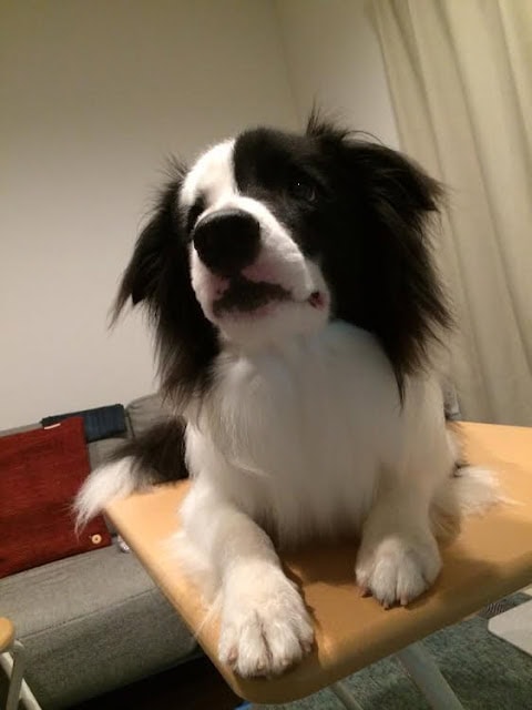 犬のアップ写真、黒白の毛色と表情が魅力的です.