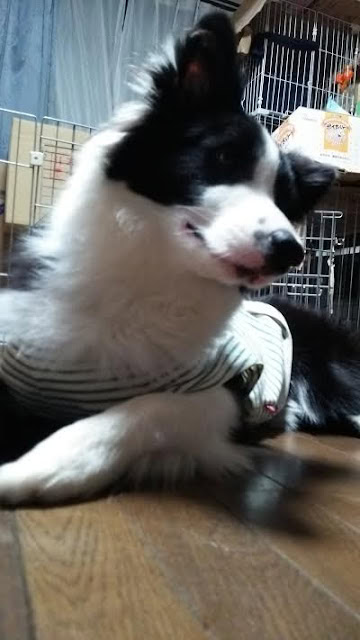 犬のアップ写真、黒白の毛色と表情が魅力的です.