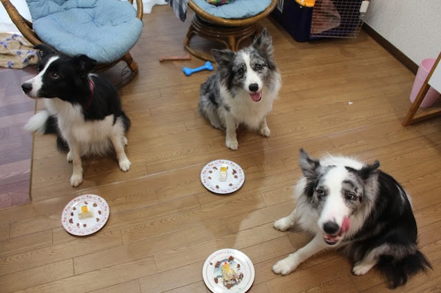 犬たちがお祝いのために座っている様子を捉えた写真です。.