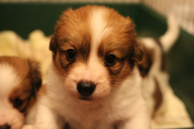 子犬たちのかわいい顔とふわふわの毛並みをクローズアップした画像です。.