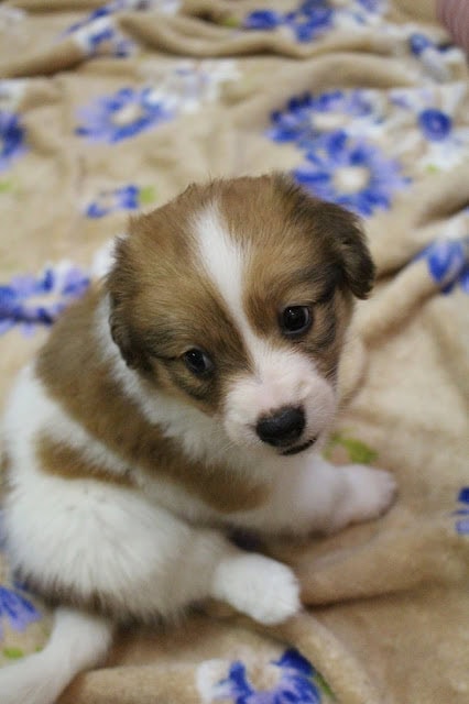 子犬のアップ写真、ふわふわの毛と大きな目が魅力的です。.