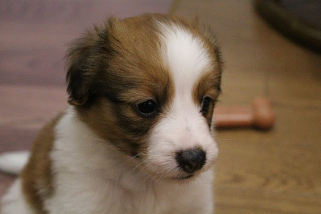 子犬のアップ写真、白と茶色の毛並みが特徴的です。.