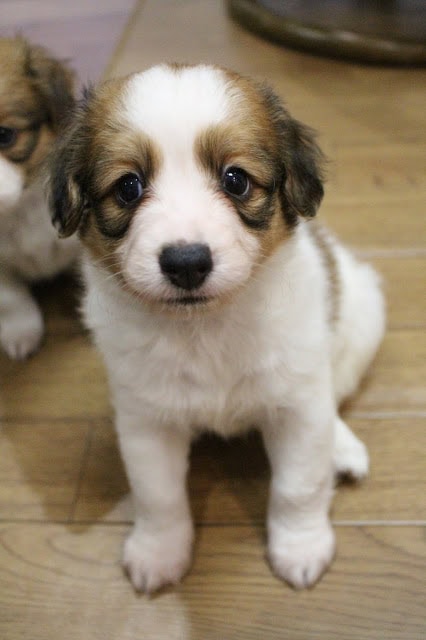 子犬のかわいい顔のアップ写真です。.
