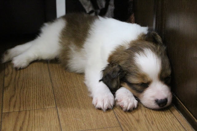 子犬が木製の床に横たわる様子.