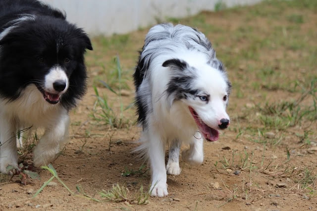 黒と白のかわいい犬が草原で楽しそうに走っています.