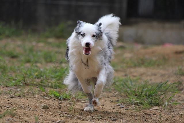 元気に走る犬の姿を捉えた画像です。.