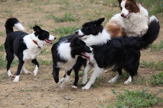 犬たちが屋外で遊びながらトレーニングを受けている様子.