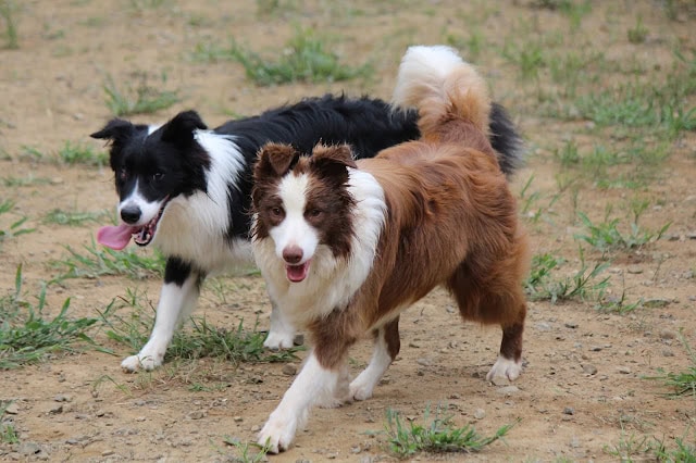 犬のトレーニングレッスン中の2匹の犬が楽しそうに走っています。.