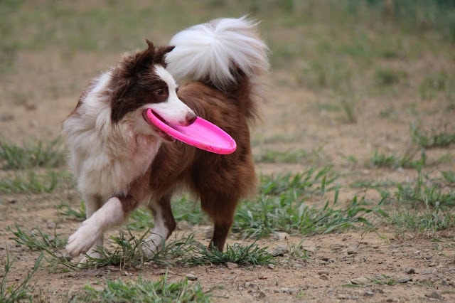 犬がピンクのフリスビーを咥えて走る様子.