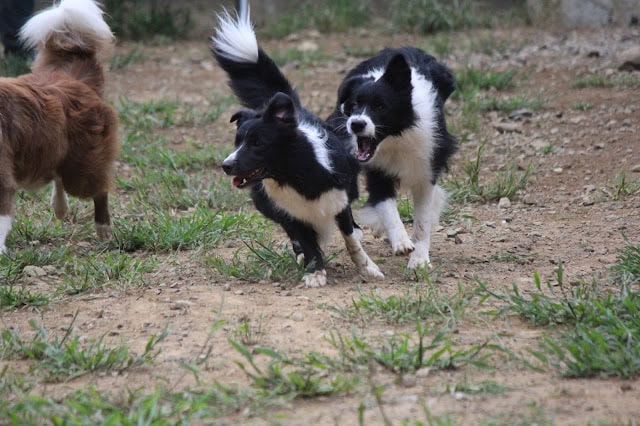 犬の子犬が楽しそうに遊んでいる様子.