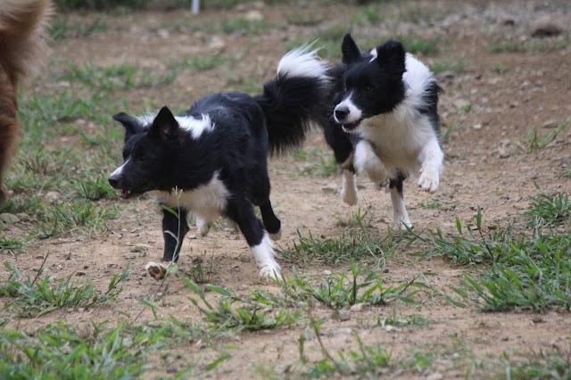 犬たちが屋外で遊びながらトレーニングを受けている様子.