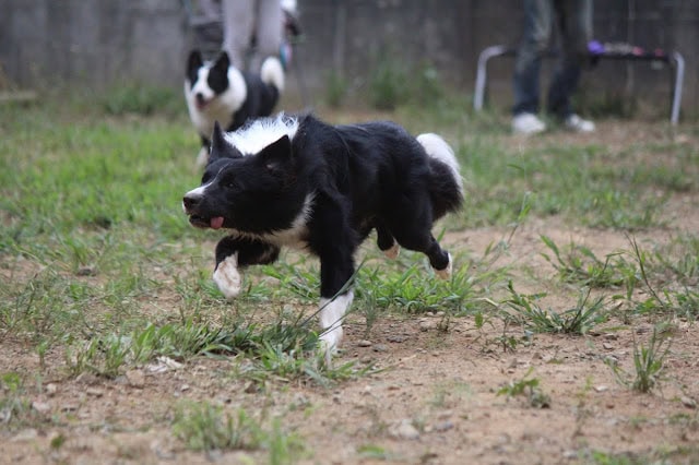 犬が外でトレーニング中に走っている瞬間を捉えた写真.