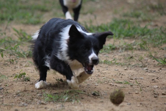 犬がボールを追いかけて走る様子.
