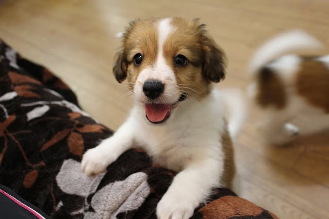元気いっぱいの子犬が遊んでいる様子.