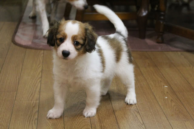 小さな白と茶色の子犬が木製の床の上に立っています.