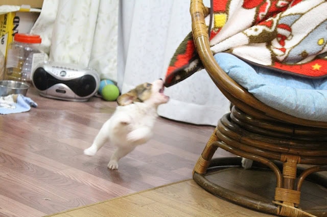 子犬がソファに向かって遊びながら走っています。部屋の中で元気に動き回る子犬のかわいい瞬間です。.