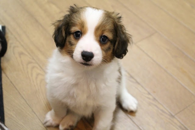 子犬のアップ写真、ふわふわの毛と大きな目が魅力的です。.