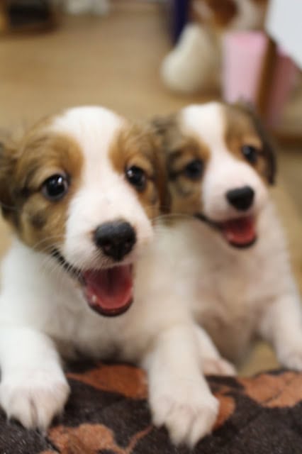 子犬の兄弟が遊んでいる様子を捉えた写真です。.