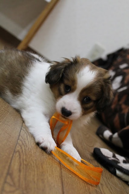 子犬が床に寝そべり、オレンジ色のリボンをくわえています。.