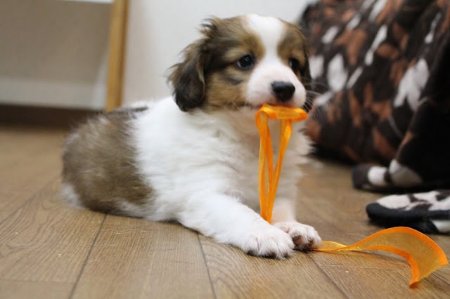 おもちゃのリボンを咥える子犬の写真.