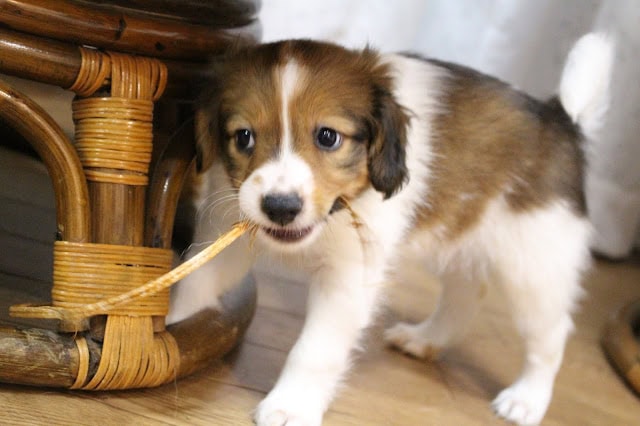 子犬が家具の下で遊んでいる様子です。.