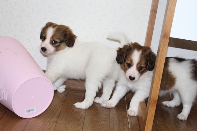 子犬たちが家具と遊び道具の間で遊んでいる様子.